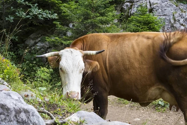 Сценарий горы с коровой — стоковое фото