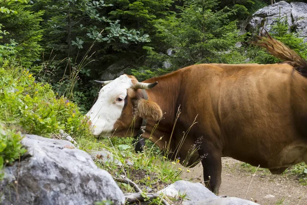 Dağ sıyrılmak inekle manzarası — Stok fotoğraf