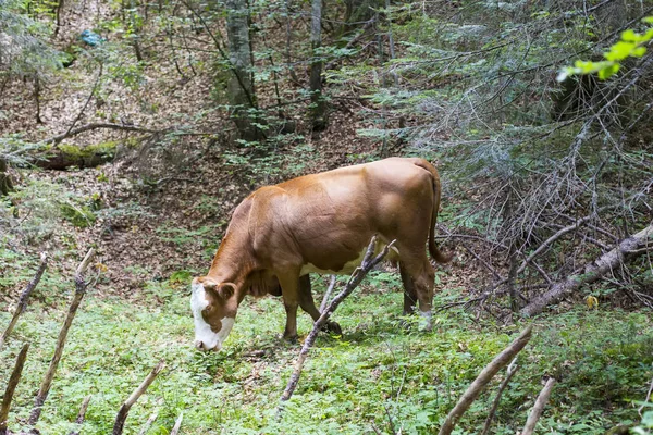 Cenário de montanha com vaca pastoreada — Fotografia de Stock
