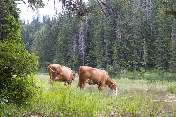 Mountain scenary with grazed cows at summer day — Stock Photo, Image