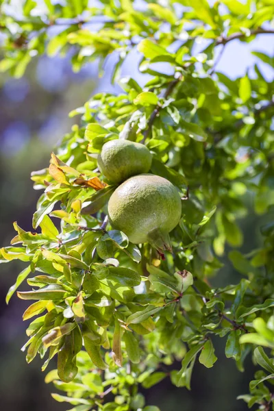 지점에 녹색 석류 — 스톡 사진