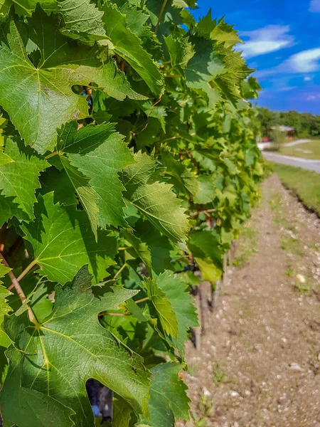 Winnica w Montalcino, Włochy — Zdjęcie stockowe