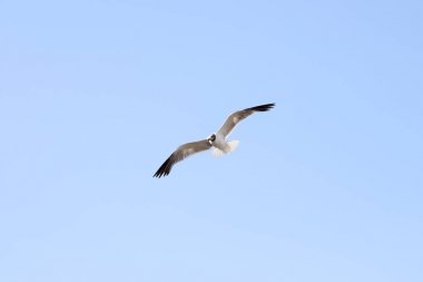 Martı gökyüzünde uçuyor.