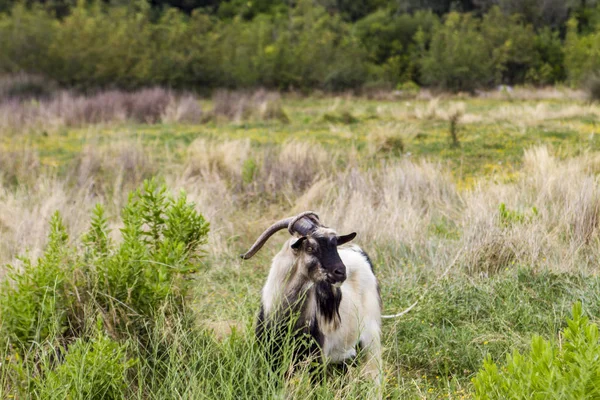 克罗地亚科尔丘拉岛上的山羊 — 图库照片