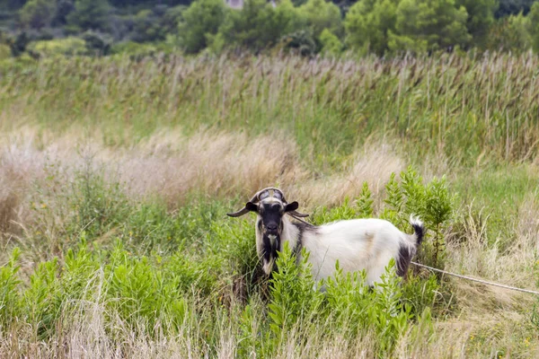 Goat on Korcula island, Croatia — Stock Photo, Image