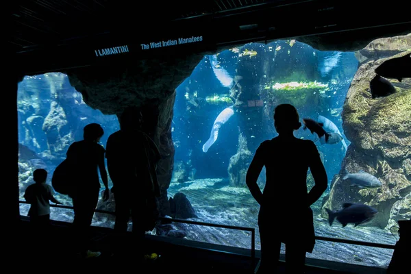 Aquarium Genova, Olaszország — Stock Fotó