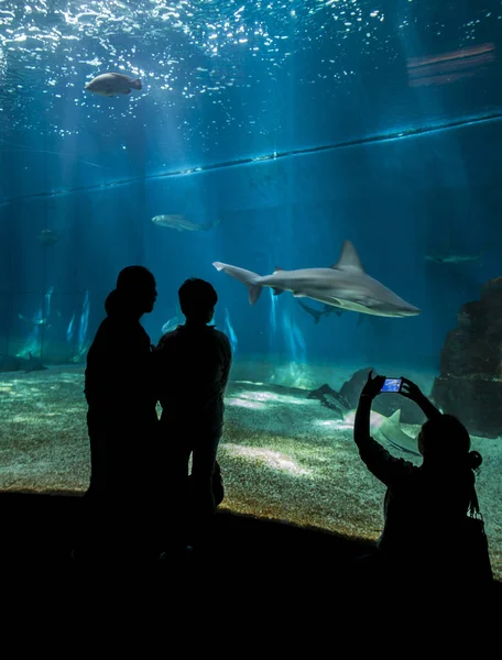 Aquarium of Genoa, Italy — Stock Photo, Image