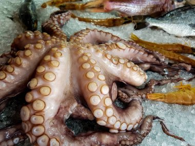 buz üstünde taze ahtapot