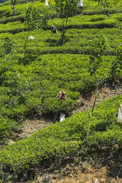 Неизвестные женщины, работающие на чайной плантации — стоковое фото