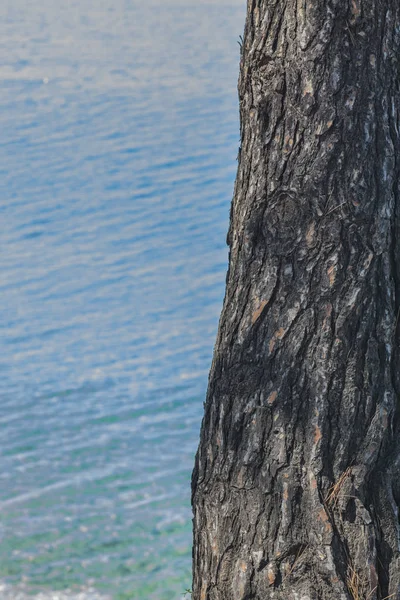 Baum und Meer — Stockfoto