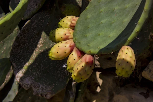 Les bourgeons de cactus se ferment — Photo