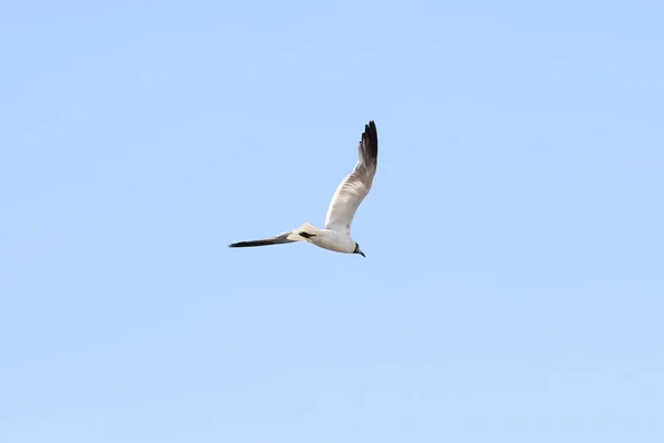 La mouette vole dans le ciel — Photo