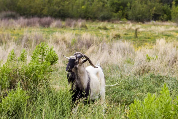 Goat on Korcula island, Croatia — Stock Photo, Image