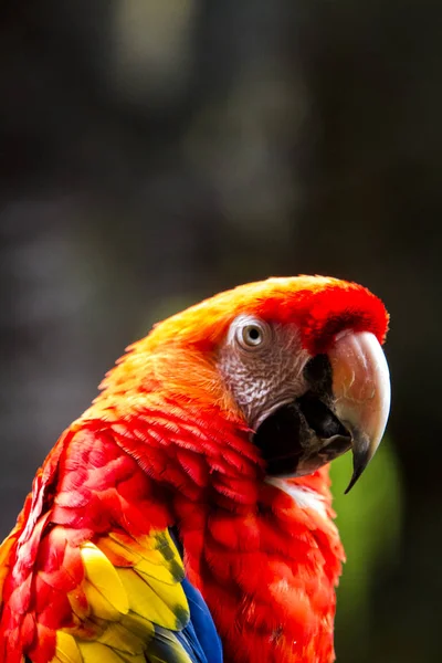 Scarlet Macaw da vicino — Foto Stock