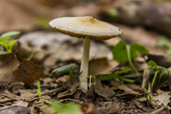 Champiñones en bosque otoñal — Foto de Stock