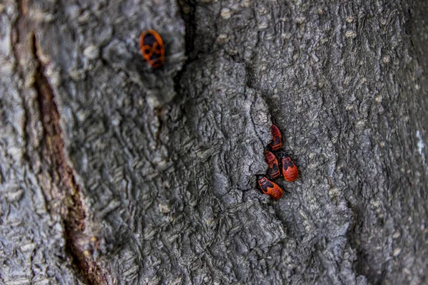 Firebugs bir ağaç kabuğu üzerinde — Stok fotoğraf
