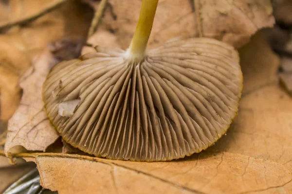 Champignon in herfst bos — Stockfoto