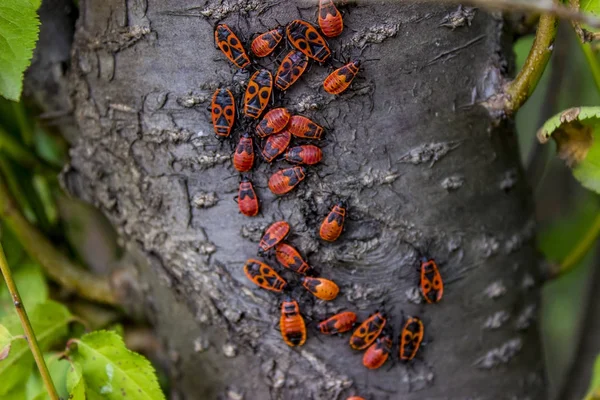 木の樹皮の firebugs — ストック写真