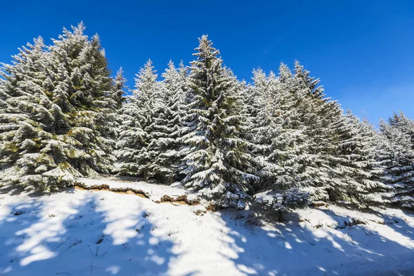 Winterdag op de bergen — Stockfoto