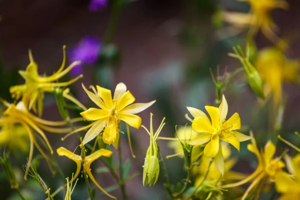 Columbina dourada (Aquilegia chrysantha ) — Fotografia de Stock