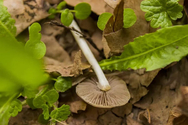 Champignon in herfst bos — Stockfoto