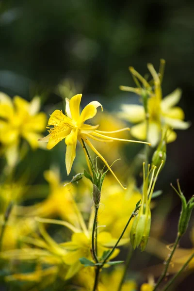Golden columbine (Aquilegia chrysantha) — Stock Photo, Image