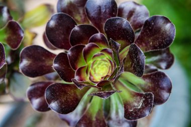 Ağaç olağanüstüsarı (Sempervivum Brom)