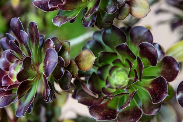 Ağaç olağanüstüsarı (Sempervivum Brom)