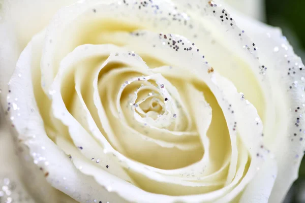 White rose with glitter — Stock Photo, Image