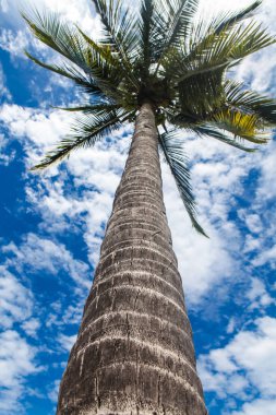 Palmiye ağacını kapat.