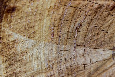 Kesik ağaç gövdesinin ahşap dokusu
