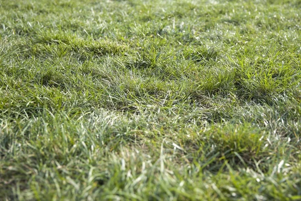 Green grass on the yard — Stock Photo, Image