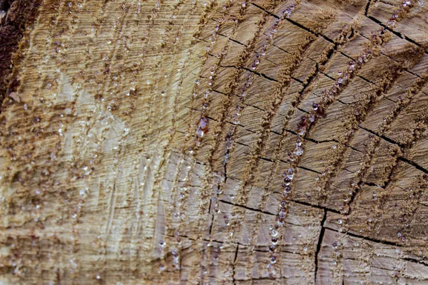 Kesik ağaç gövdesinin ahşap dokusu — Stok fotoğraf