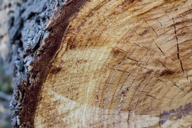 Kesik ağaç gövdesinin ahşap dokusu