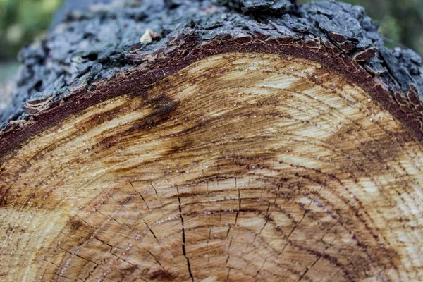 Wood texture of cut tree trunk — Stock Photo, Image