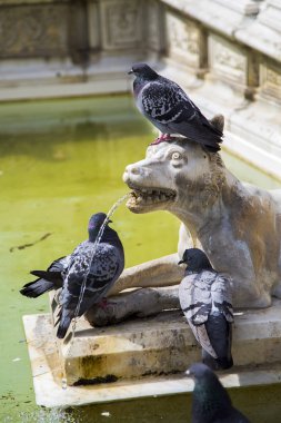 Fonte Gaia At Piazza Del Campo In Siena