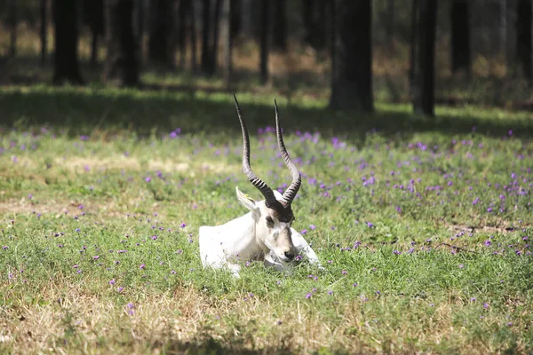 Dubbo Austrália Janeiro 2017 Addax Zoológico Taronga Western Plains Dubbo — Fotografia de Stock