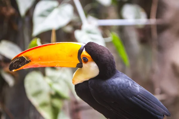 Toco toucan κοντινό πλάνο — Φωτογραφία Αρχείου