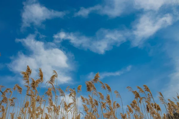 Ears with sky in the background — Stock Photo, Image