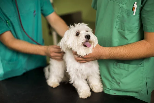 Cute white dog at veterinarian — Stock Photo, Image