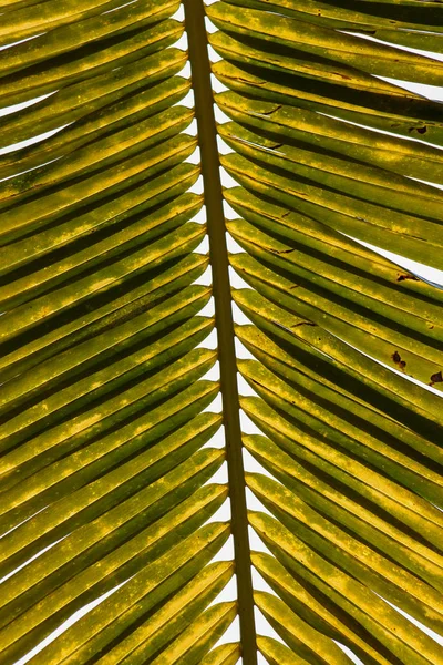 Dettaglio della foglia di palma — Foto Stock