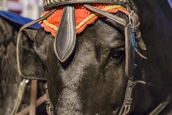 Primer Plano Cabeza Del Caballo Carruaje Ciudad —  Fotos de Stock