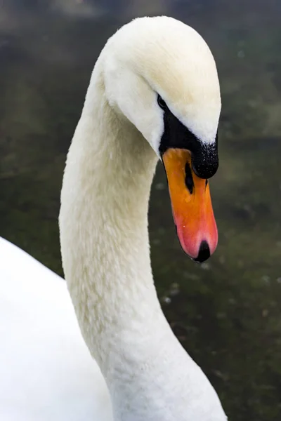 Fechar Cisne Branco Lago — Fotografia de Stock