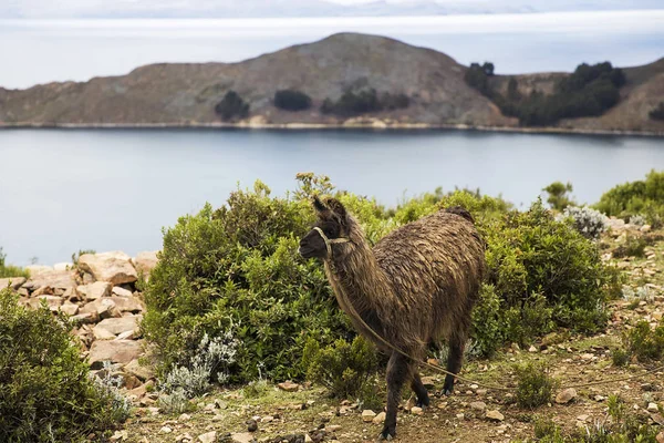 Lama Isla Del Sol Het Titicacameer Bolivia — Stockfoto