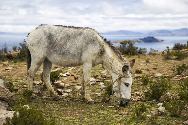 Ezel Isla Del Sol Het Titicacameer Bolivia — Stockfoto