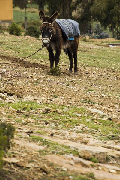 Osioł Isla Del Sol Jeziorze Titicaca Boliwii — Zdjęcie stockowe