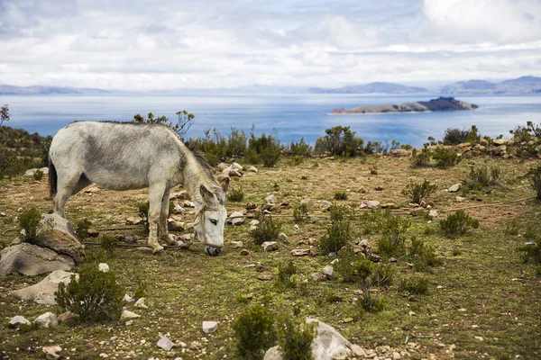 ボリビアのチチカカ湖にイスラ ソルでロバ — ストック写真