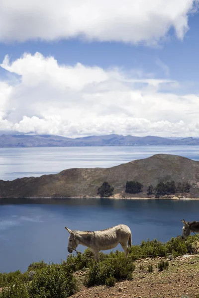 Âne Isla Del Sol Sur Lac Titicaca Bolivie — Photo