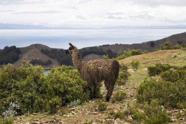 Lama Isla del Sol Bolivya'daki Titikaka Gölü üzerinde