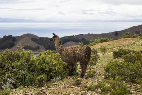 Lama Isla Del Sol Het Titicacameer Bolivia — Stockfoto